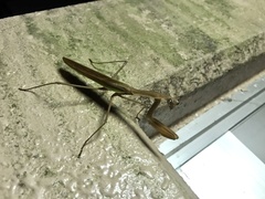 Tenodera sinensis