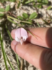 Tephrosia chrysophylla