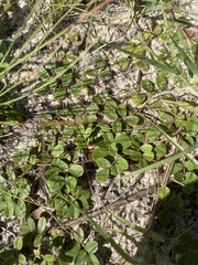 Tephrosia chrysophylla