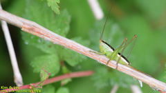 Conocephalus exemptus