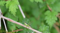 Conocephalus exemptus