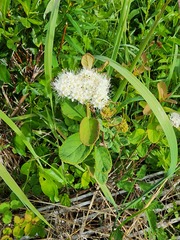 Spiraea beauverdiana