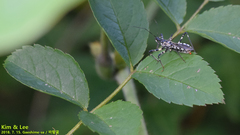 Sphedanolestes impressicollis