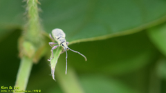Cyphicerini