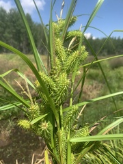 Carex retrorsa