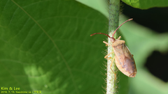 Homoeocerus dilatatus