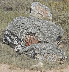 Aloe littoralis image