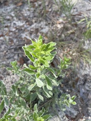 Chrysopsis scabrella