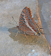 Charaxes saturnus
