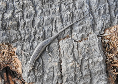 Trachylepis spilogaster