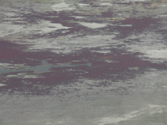 Salicornia rubra
