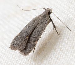 Anacampsis comparanda