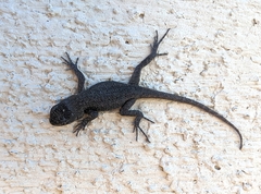 Sceloporus occidentalis
