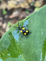 Lilioceris quadripustulata