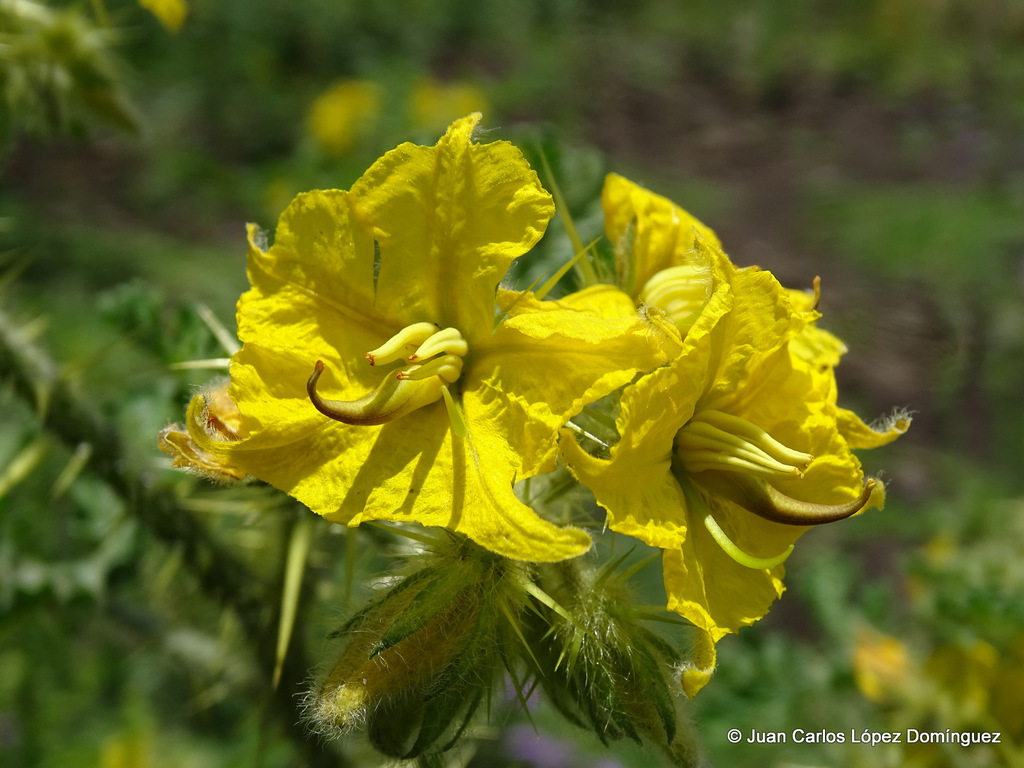 buffalobur (Plants of Lake Arrowhead State Park, TX) · iNaturalist
