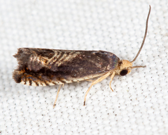 Grapholita tristrigana