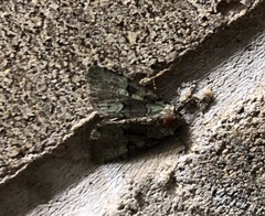 Leuconycta diphteroides