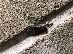 Leuconycta diphteroides