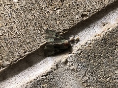Leuconycta diphteroides