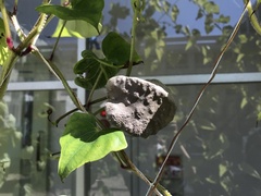 Dioscorea japonica