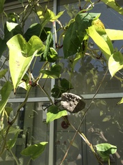 Dioscorea japonica