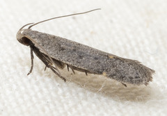 Anacampsis comparanda