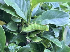 Cephonodes hylas hylas