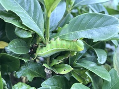 Cephonodes hylas hylas