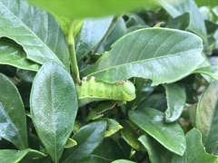 Cephonodes hylas hylas