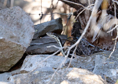 Masticophis taeniatus girardi