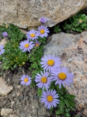 Aster flaccidus