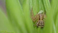 Thomisidae