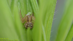 Thomisidae