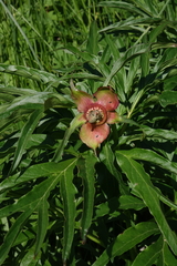 Paeonia anomala