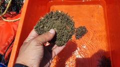 Pinctada mazatlanica
