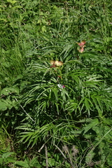 Paeonia anomala