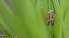 Thomisidae
