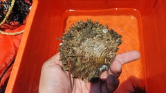 Pinctada mazatlanica