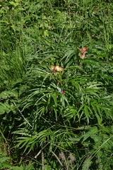 Paeonia anomala