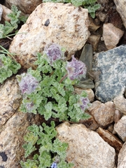 Nepeta longibracteata