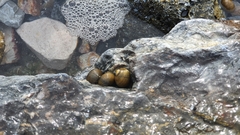 Nerita scabricosta