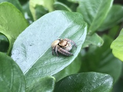 Carrhotus xanthogramma