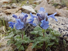 Nepeta longibracteata