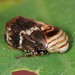 Clastopterid Spittlebugs - Photo (c) Jason M Crockwell, some rights reserved (CC BY-NC-ND), uploaded by Jason M Crockwell