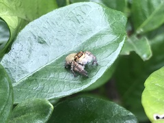 Carrhotus xanthogramma