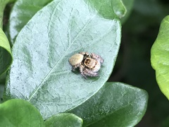 Carrhotus xanthogramma