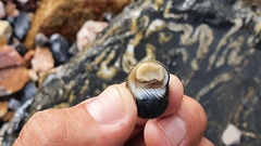 Nerita scabricosta