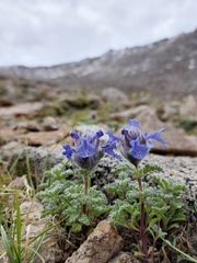 Nepeta longibracteata