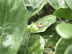 Carrhotus xanthogramma