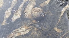 Nerita scabricosta